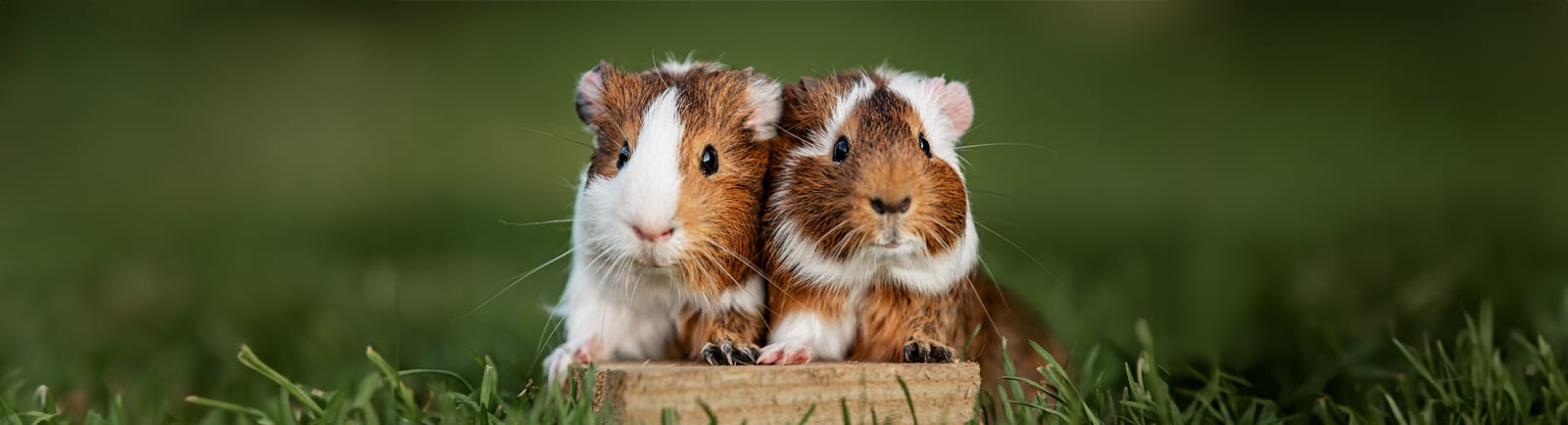 Small Mammals