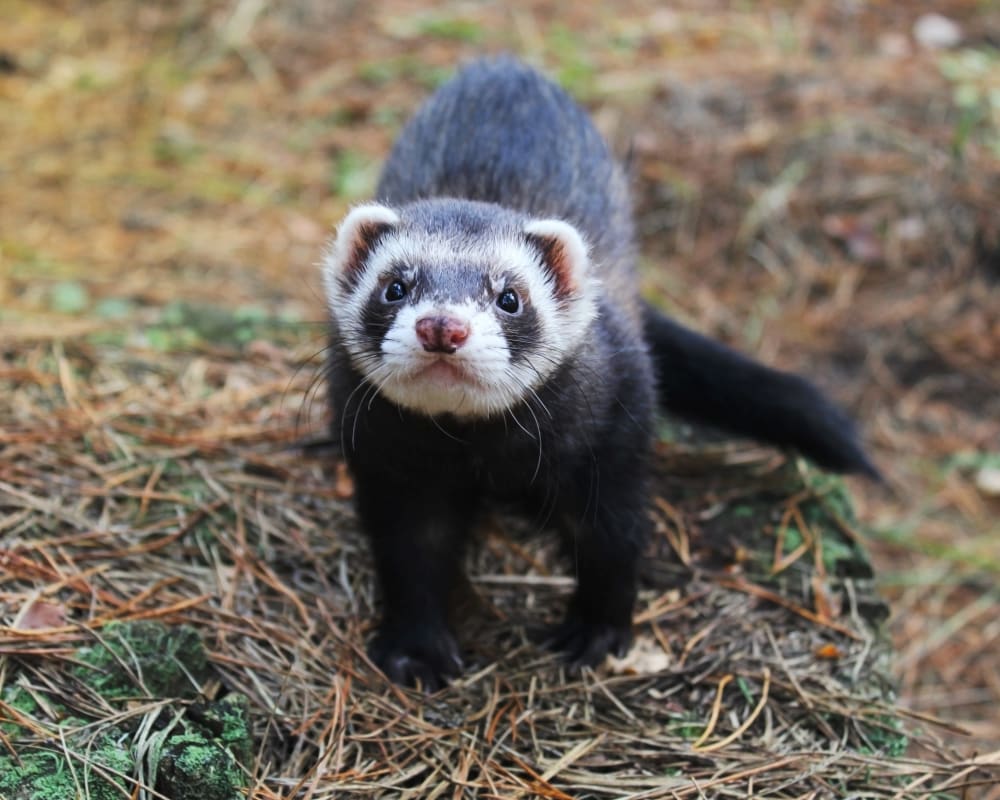 Small Mammal Veterinary Services, Halifax Veterinarians